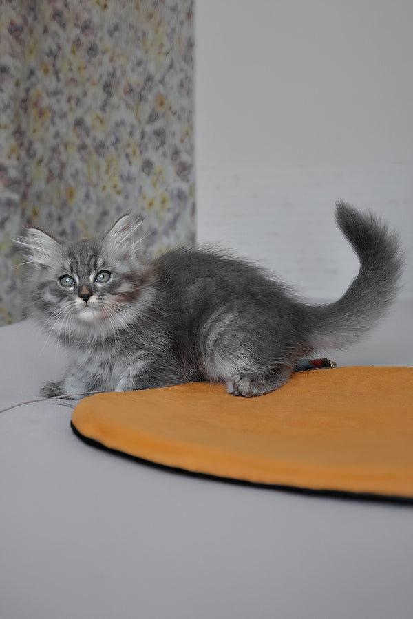 Kerry | Siberian Kitten