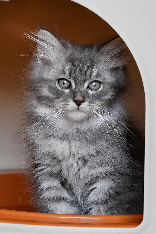 Kerry | Siberian Kitten