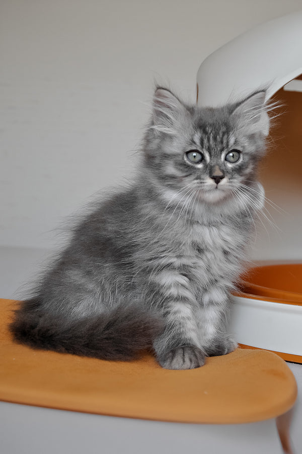 Kerry | Siberian Kitten