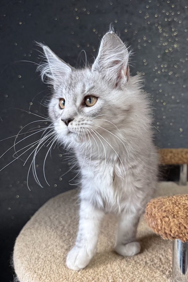 Keyla | Maine Coon Kitten