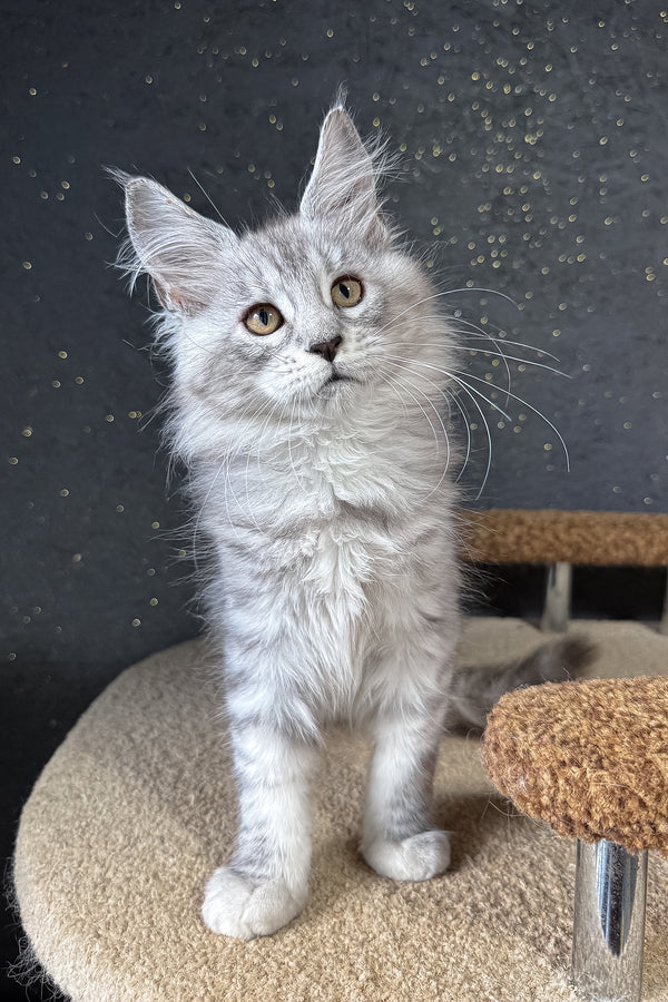 Keyla | Maine Coon Kitten