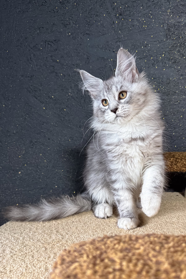 Keyla | Maine Coon Kitten