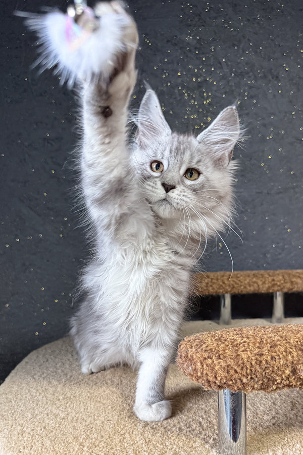 Keyla | Maine Coon Kitten
