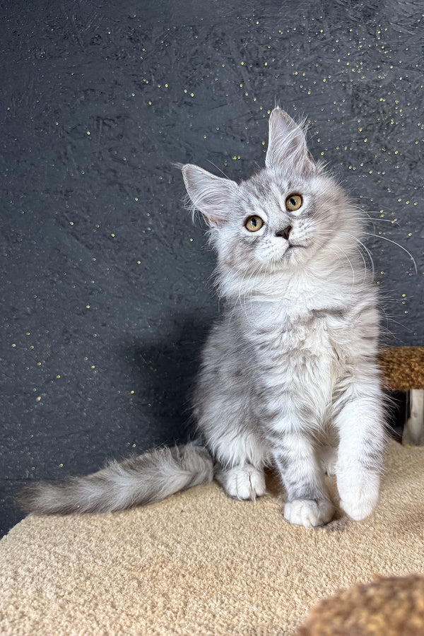 Keyla | Maine Coon Kitten