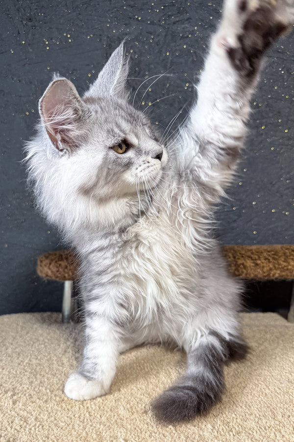Keyla | Maine Coon Kitten