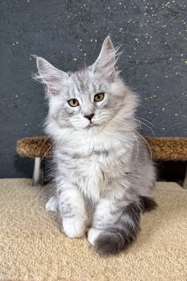 Keyla | Maine Coon Kitten