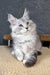 Keyla | Maine Coon Kitten