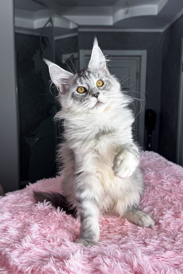 Keyla | Maine Coon Kitten