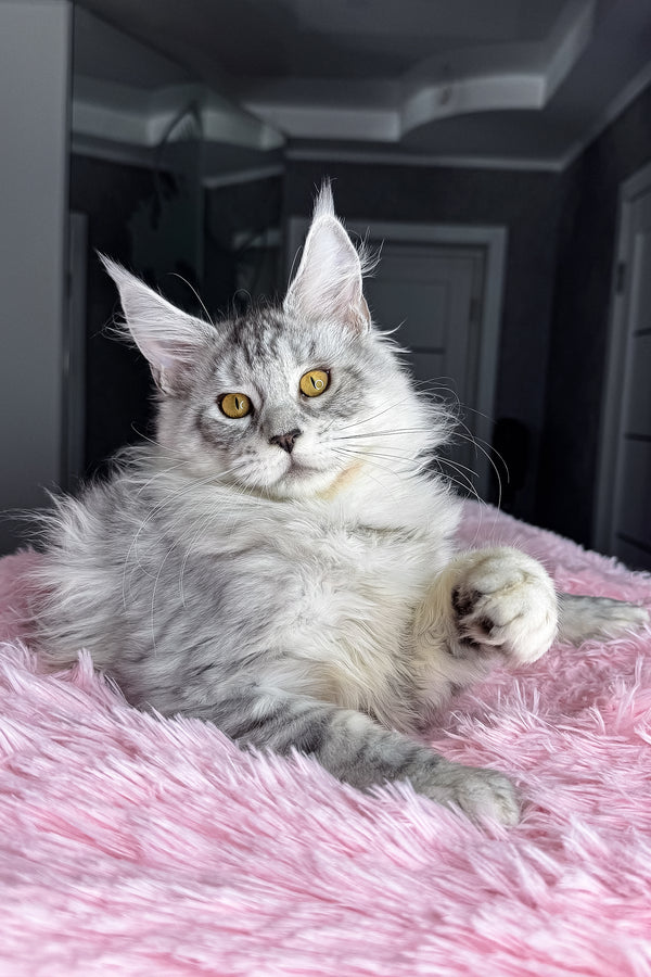 Keyla | Maine Coon Kitten