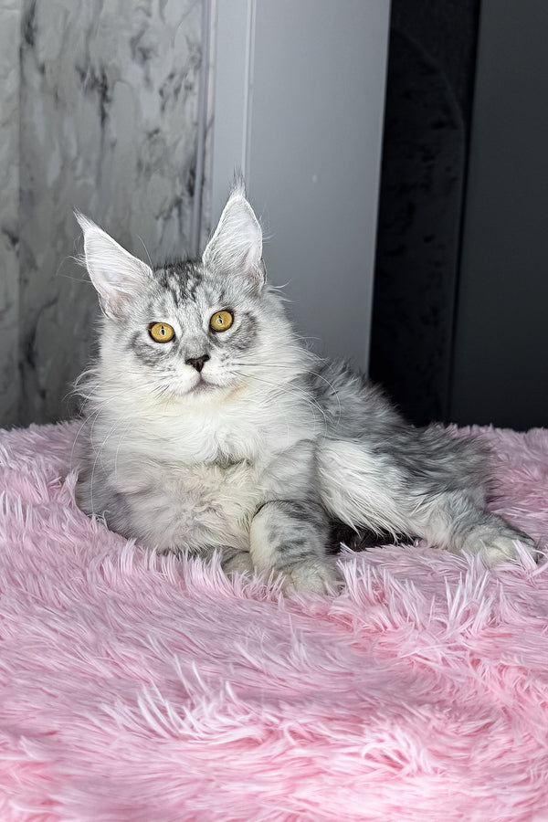 Keyla | Maine Coon Kitten