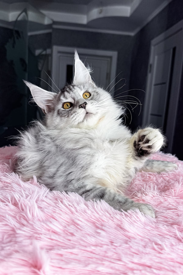 Keyla | Maine Coon Kitten