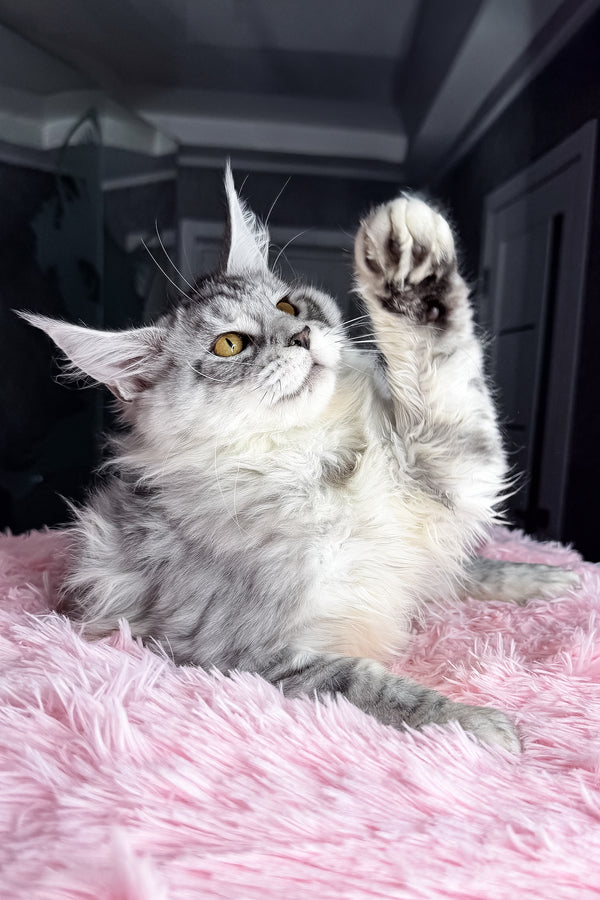 Keyla | Maine Coon Kitten