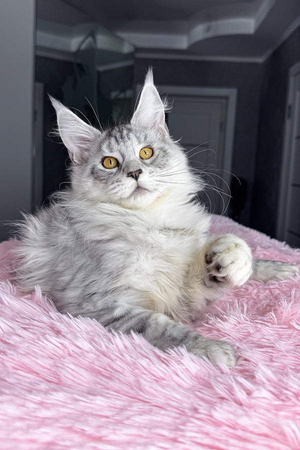 Keyla | Maine Coon Kitten