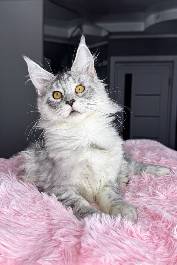 Keyla | Maine Coon Kitten