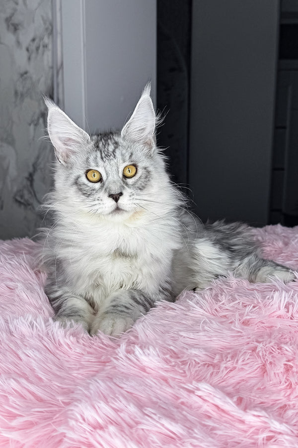 Keyla | Maine Coon Kitten