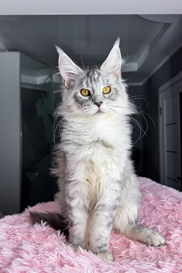 Keyla | Maine Coon Kitten