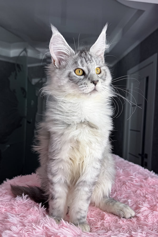 Keyla | Maine Coon Kitten