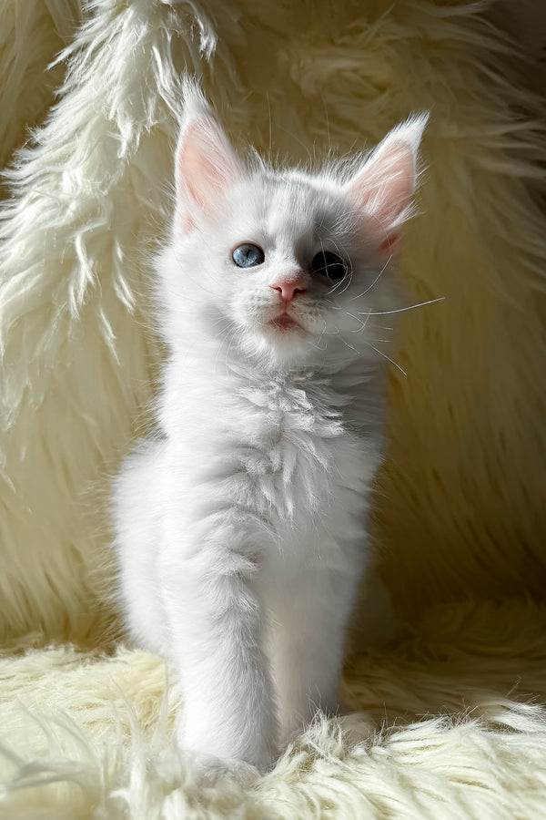 Khanya | Maine Coon Kitten