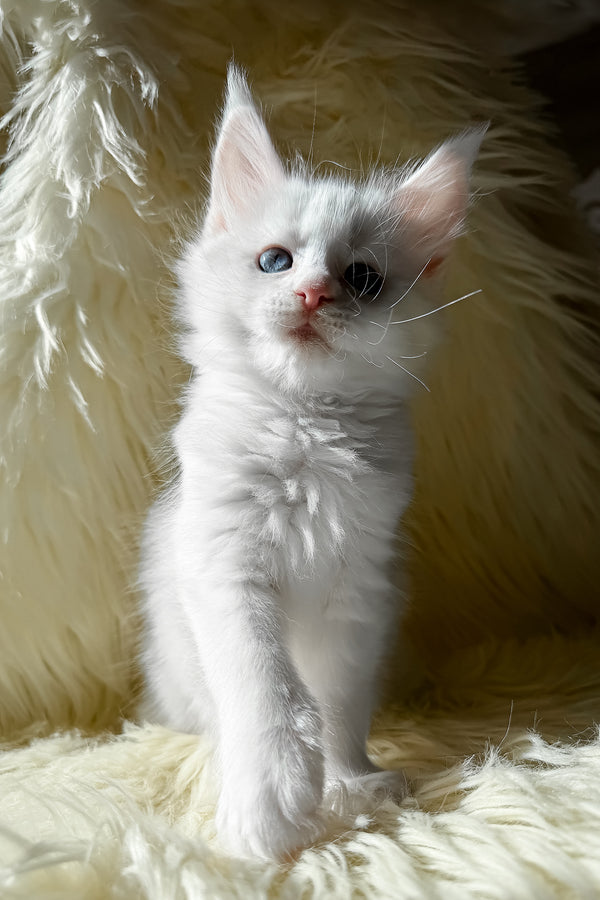 Khanya | Maine Coon Kitten