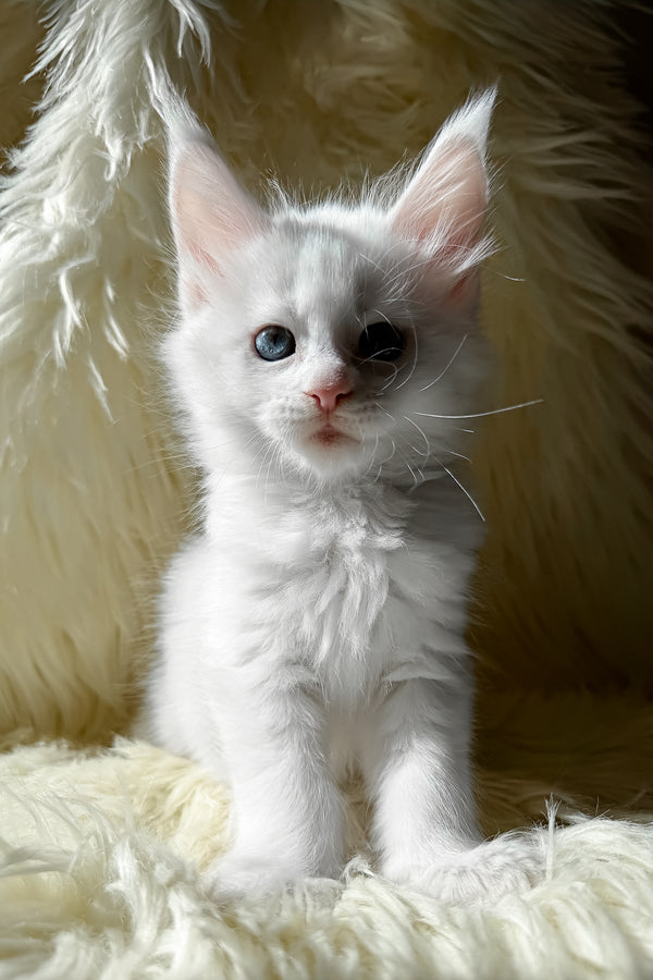 Khanya | Maine Coon Kitten