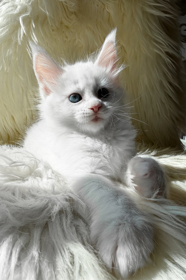 Khanya | Maine Coon Kitten
