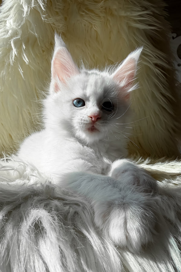 Khanya | Maine Coon Kitten