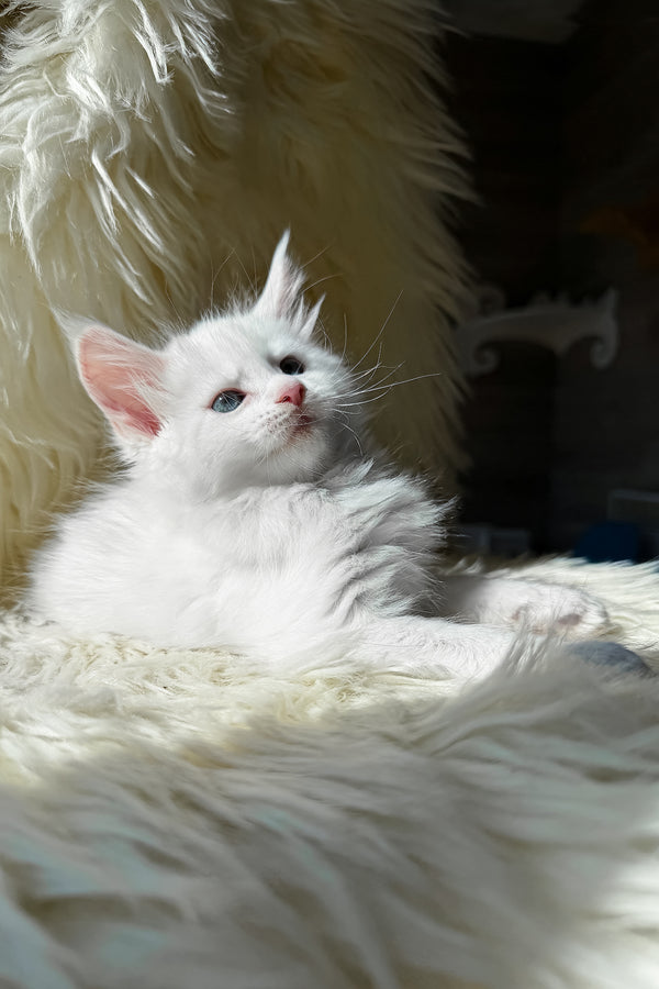 Khanya | Maine Coon Kitten