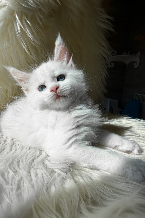 Khanya | Maine Coon Kitten