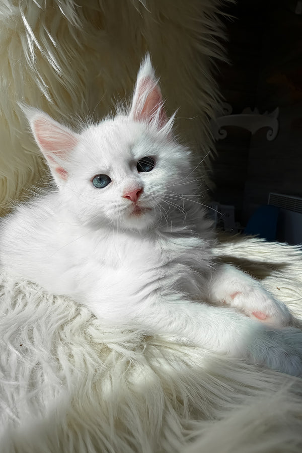 Khanya | Maine Coon Kitten