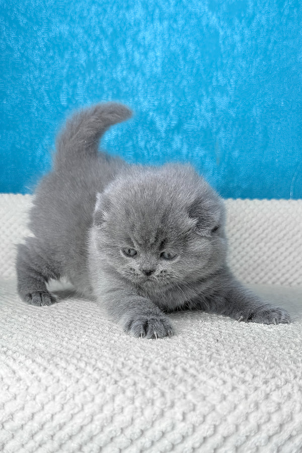 Kiki | Scottish Fold Kitten