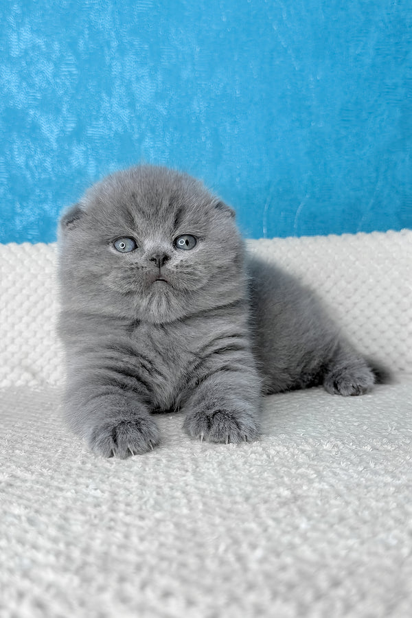 Kiki | Scottish Fold Kitten