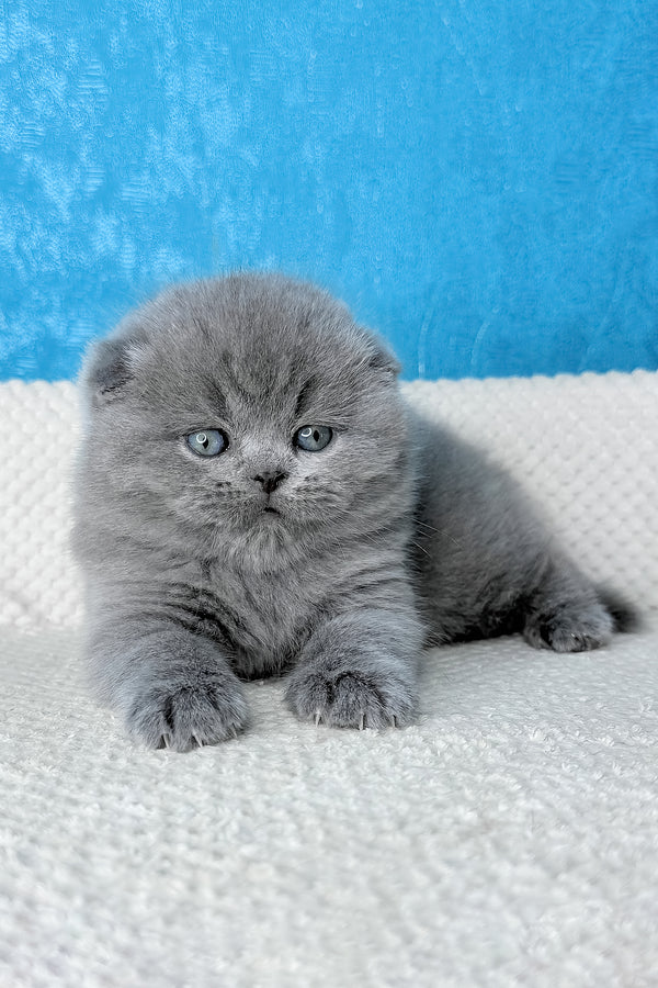 Kiki | Scottish Fold Kitten