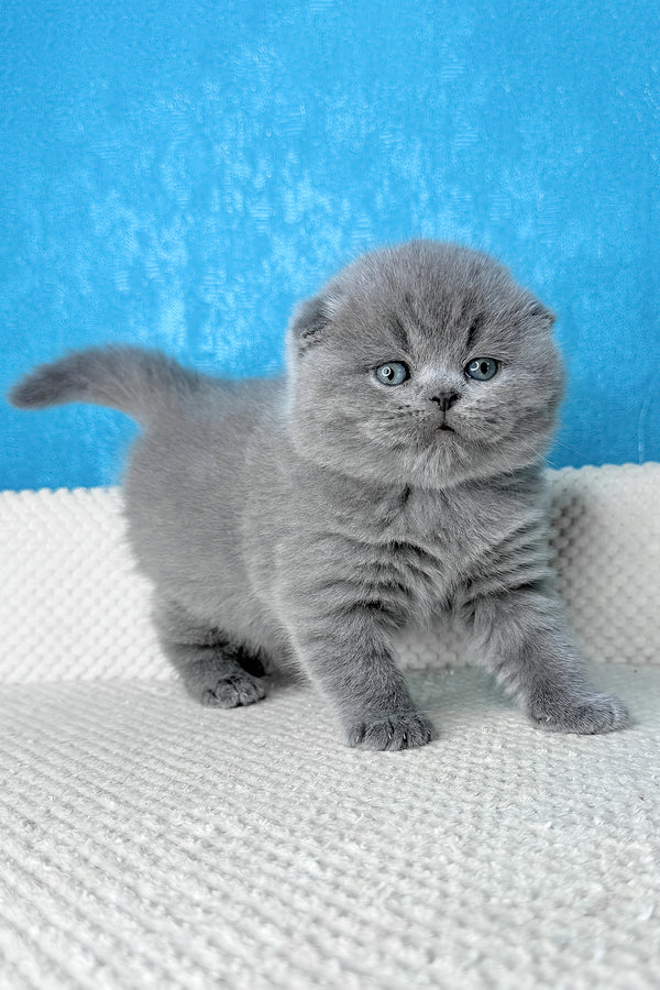 Kiki | Scottish Fold Kitten