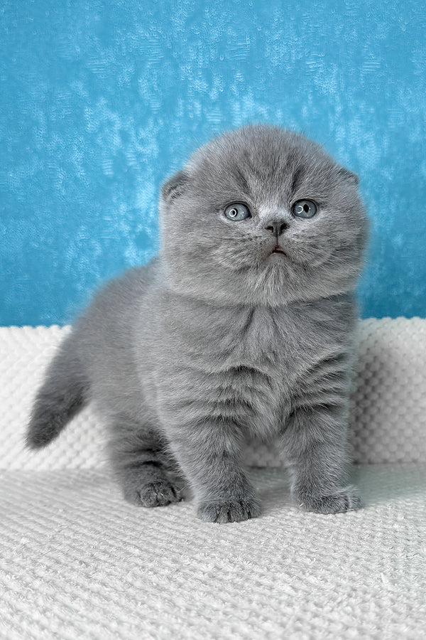 Kiki | Scottish Fold Kitten