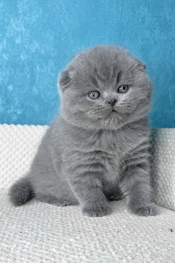 Kiki | Scottish Fold Kitten
