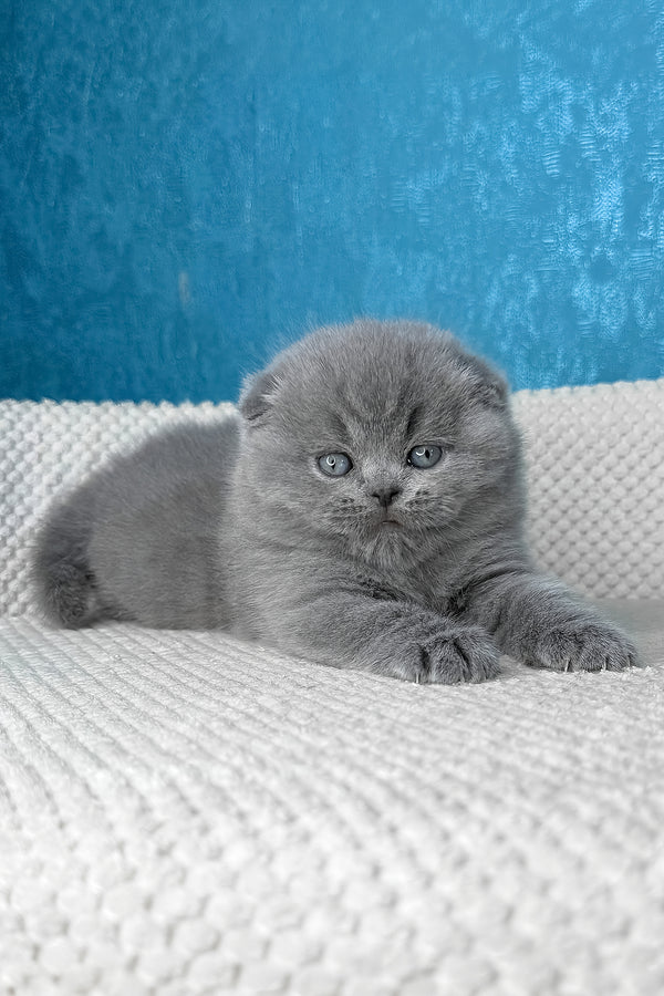 Kiki | Scottish Fold Kitten