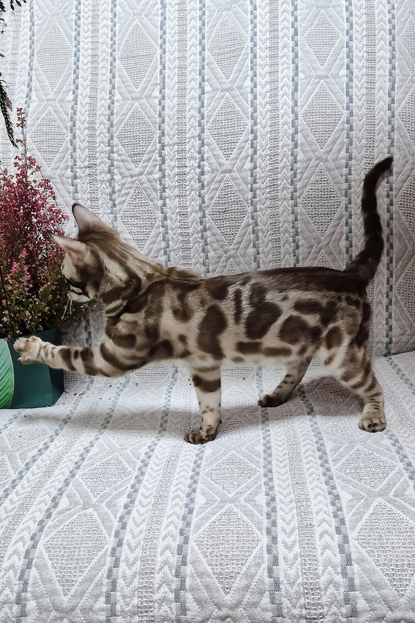Kingston | Bengal Kitten