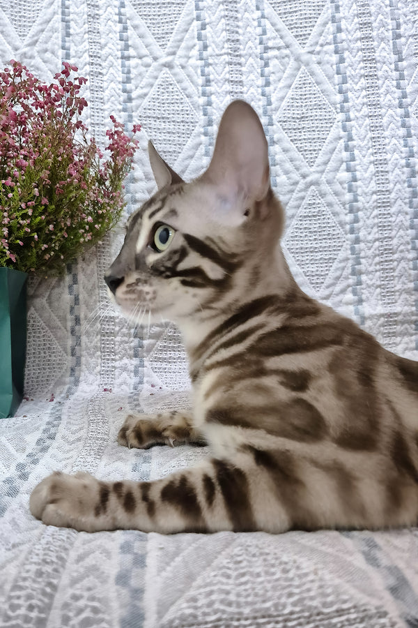 Kingston | Bengal Kitten