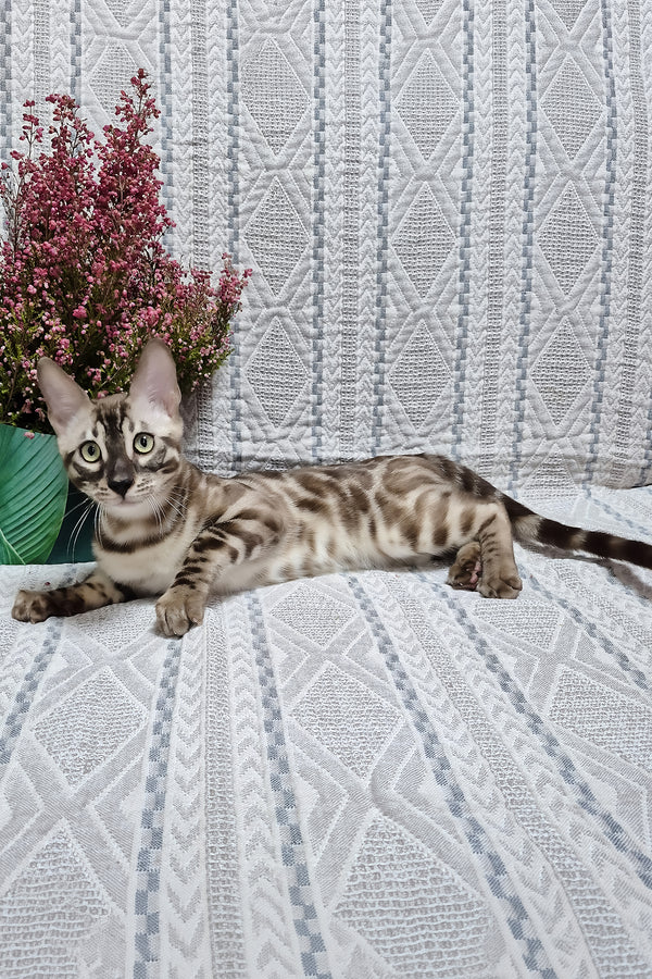 Kingston | Bengal Kitten