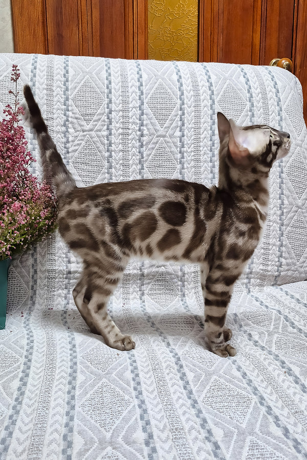Kingston | Bengal Kitten