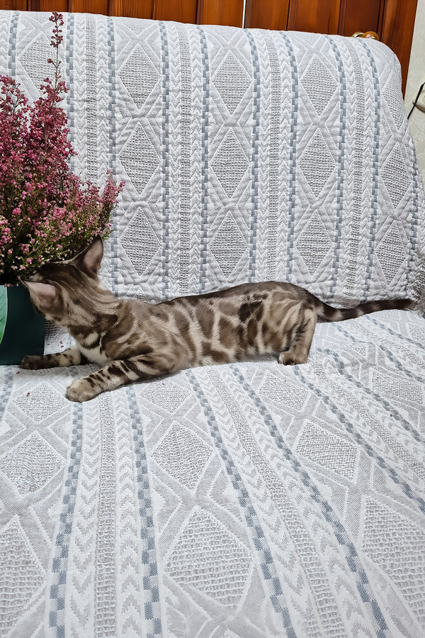Kingston | Bengal Kitten
