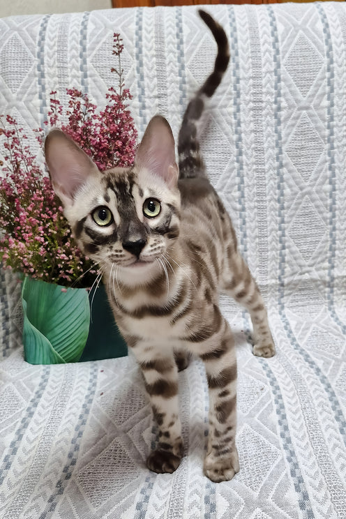 Kingston | Bengal Kitten