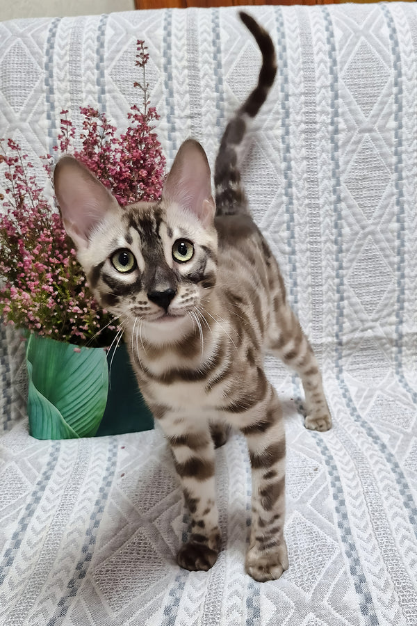 Kingston | Bengal Kitten
