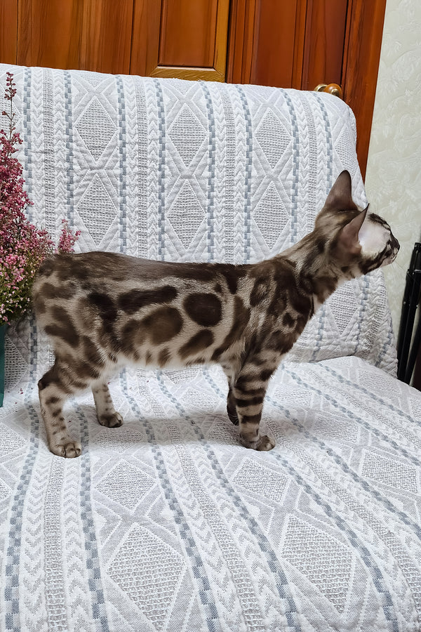 Kingston | Bengal Kitten
