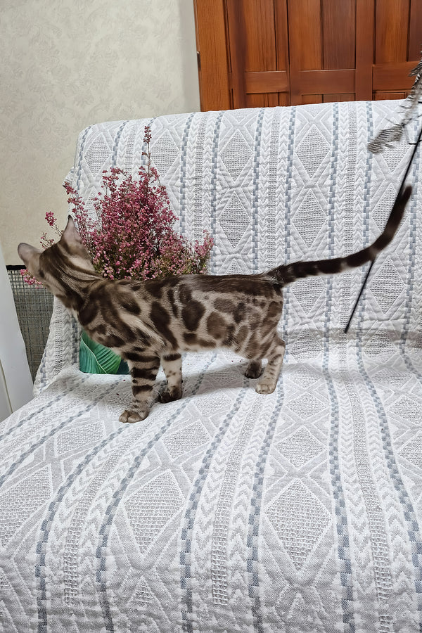 Kingston | Bengal Kitten