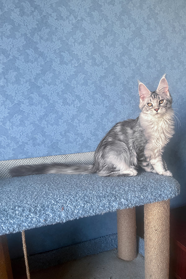 Kiski | Maine Coon Kitten