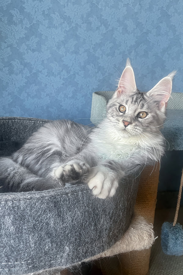 Kiski | Maine Coon Kitten