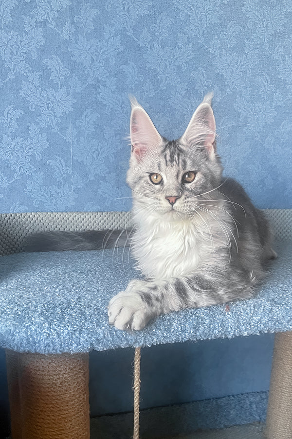 Kiski | Maine Coon Kitten