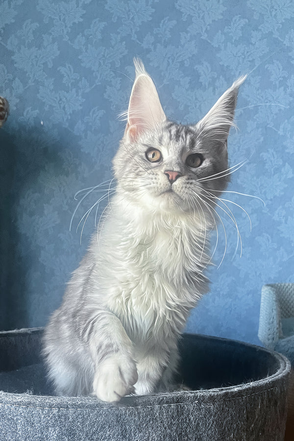Kiski | Maine Coon Kitten