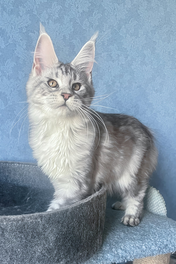 Kiski | Maine Coon Kitten